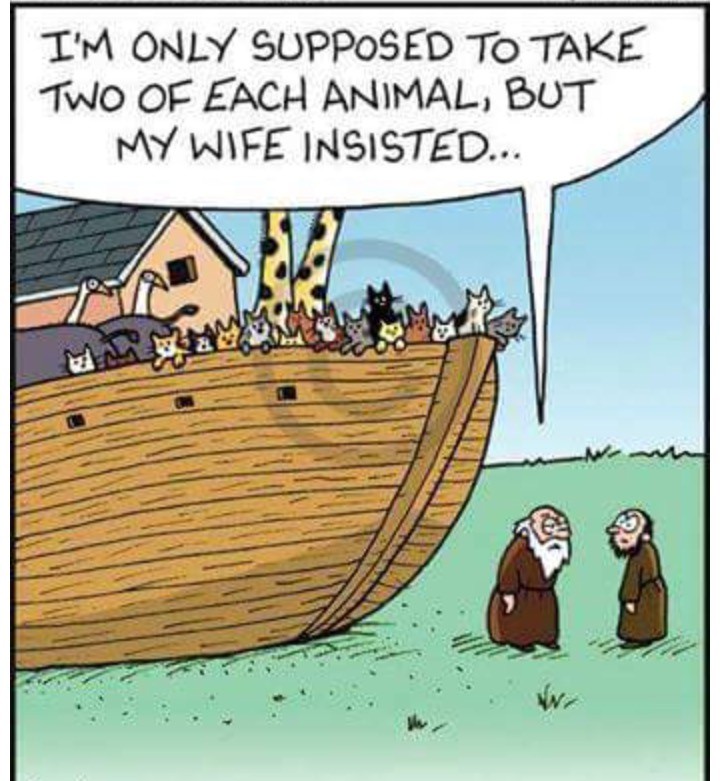 Cats on the Ark