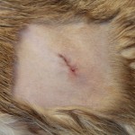 Small flank spey wound
