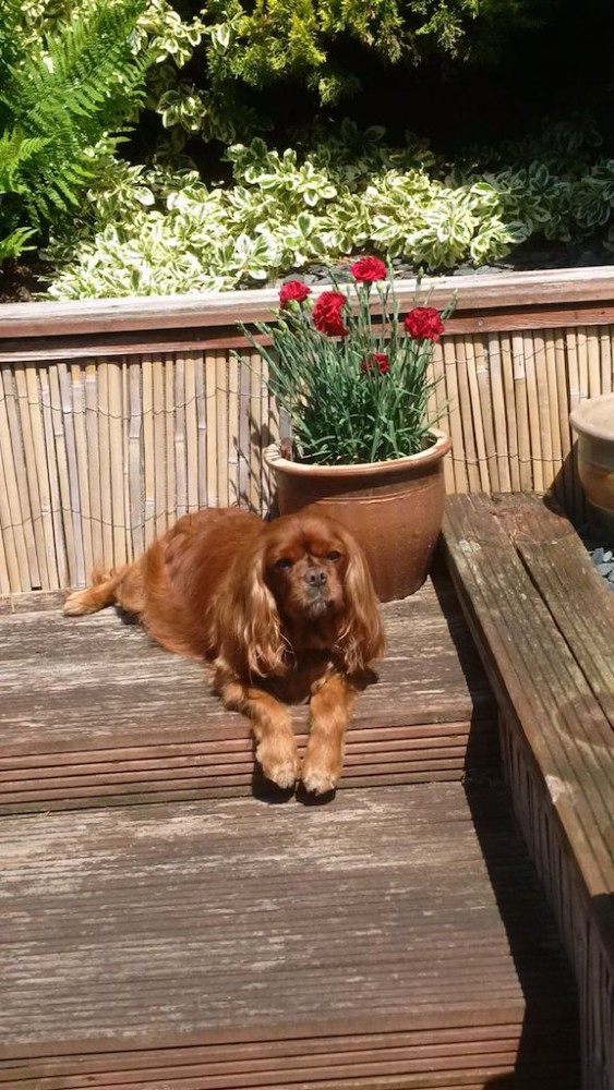Post weight loss Poppy