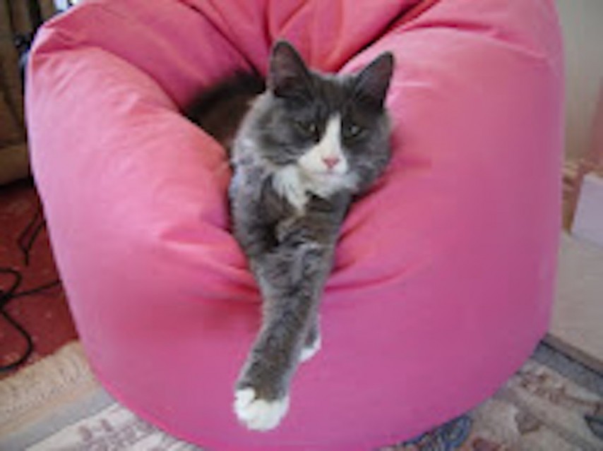 Arthritic cat on meds