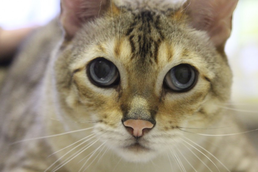 Cat close up