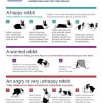 Understand rabbits