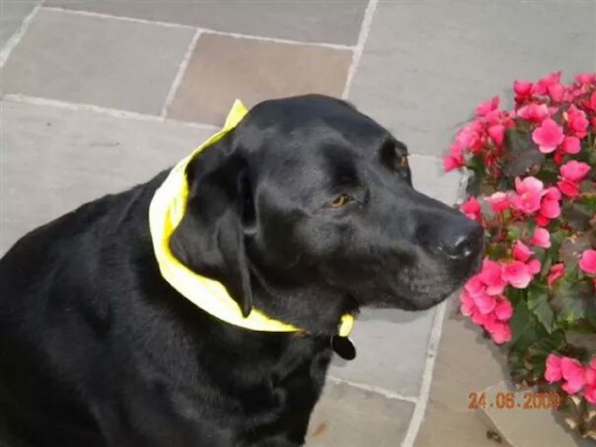 Watching the flowers