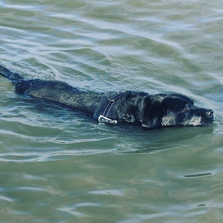 Gone swimming