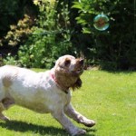 dog chasing bubbles