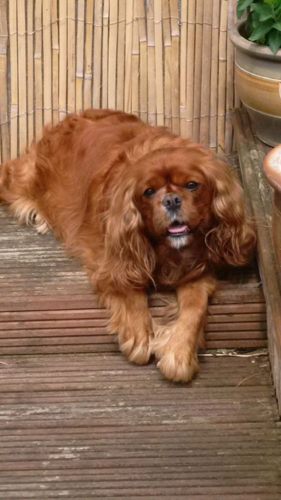 Pre diet Poppy