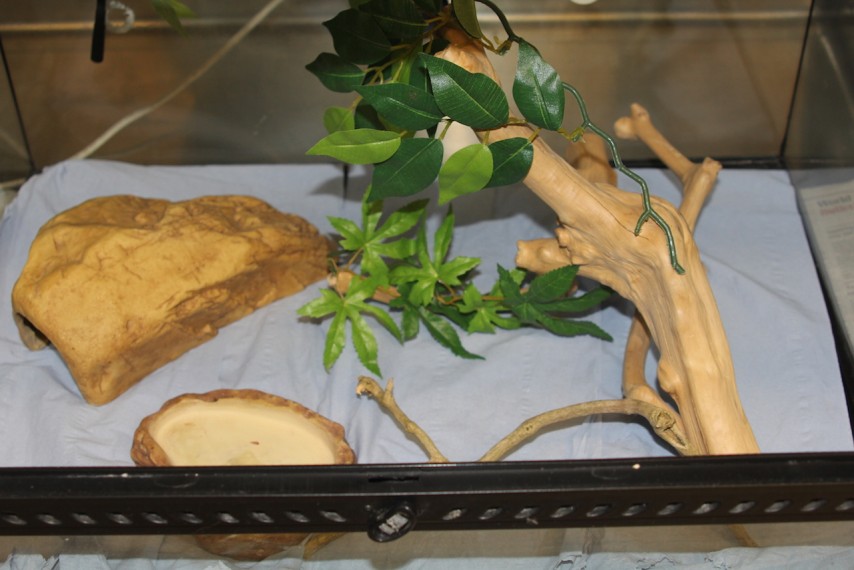 Reptile hospitalisation