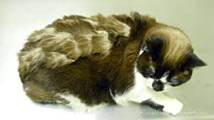 Elderly cat need grooming