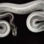 radiograph of snake