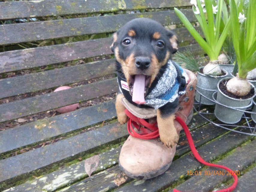 new pup in boot 1