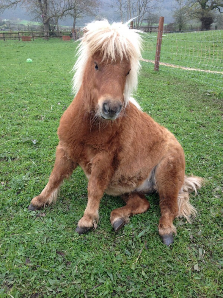 pony