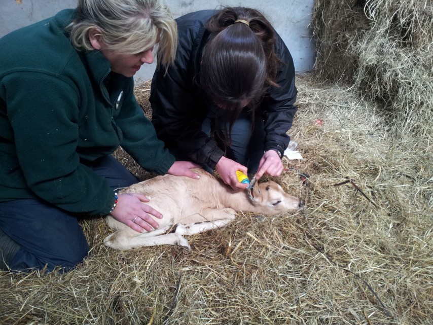 Treating oryx