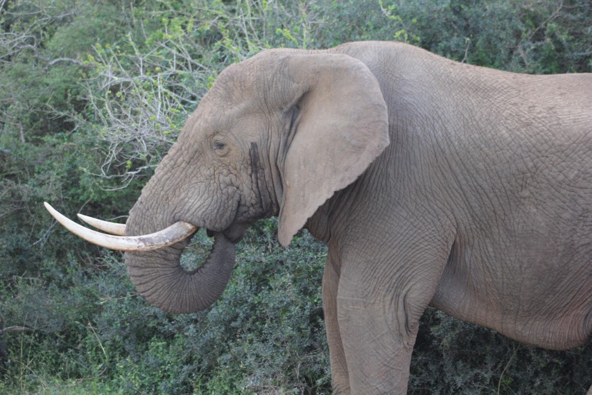 Elephant feeding