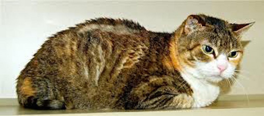 Arthritic cat