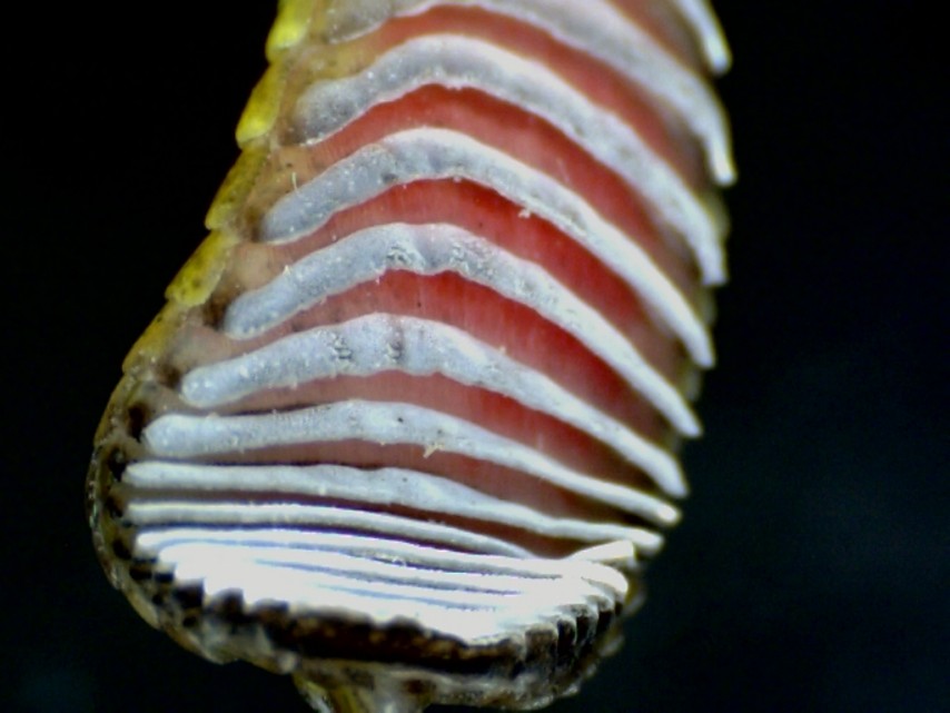 close up of lizard's foot