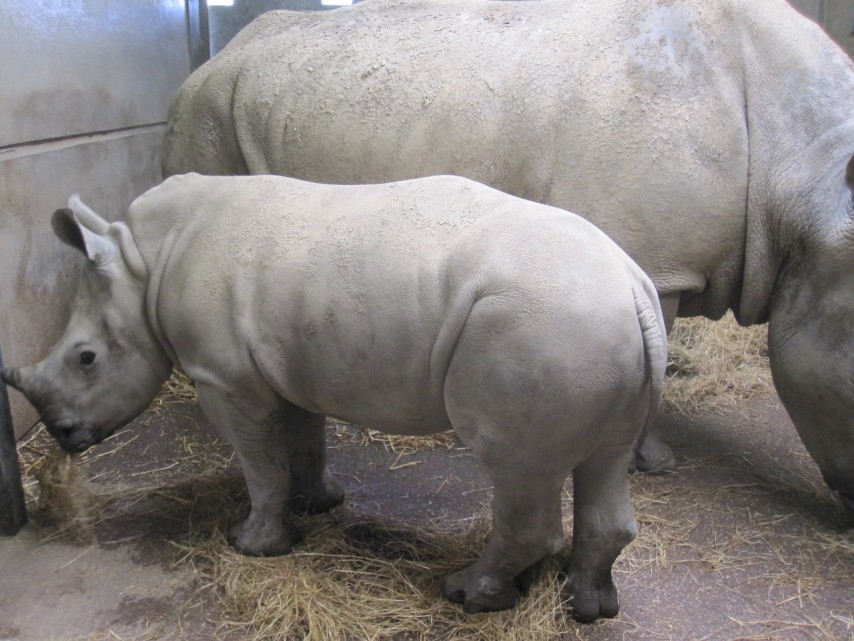 Rhino family