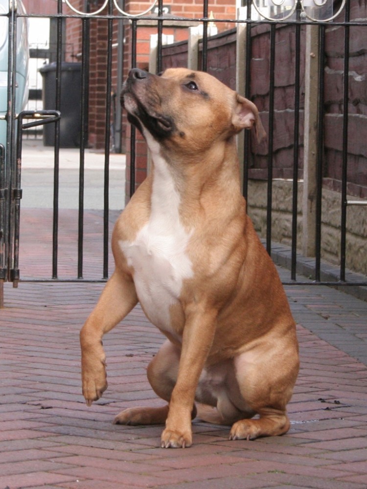 Staffie giving the paw