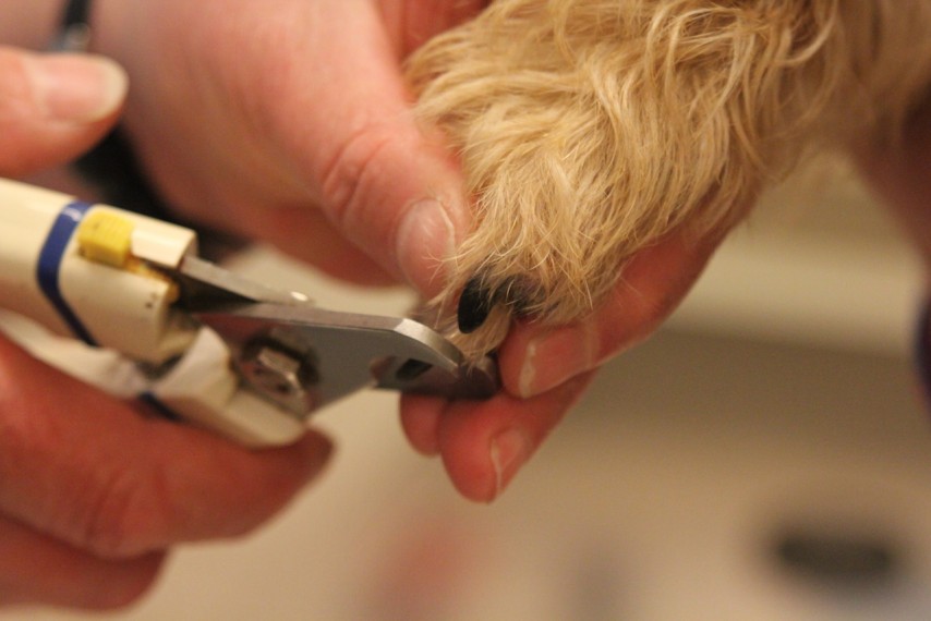 nurse clipping nails