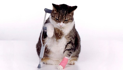 Cat injured