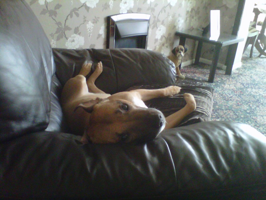 Staffie on couch