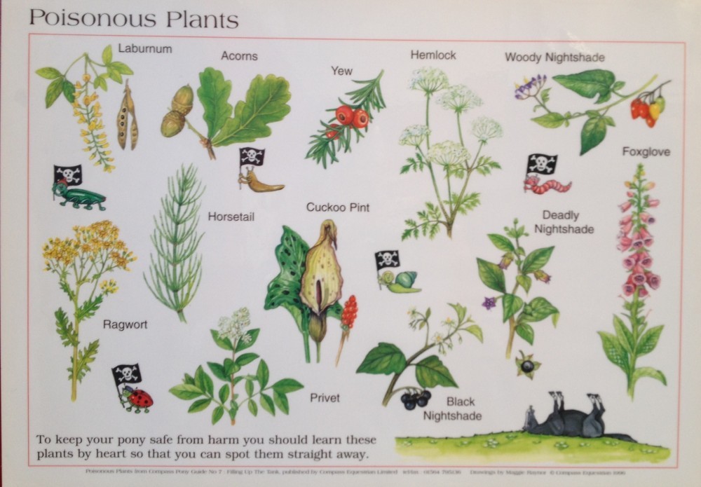 Photo Of Poisonous Plants Rose Cottage Veterinary Centre