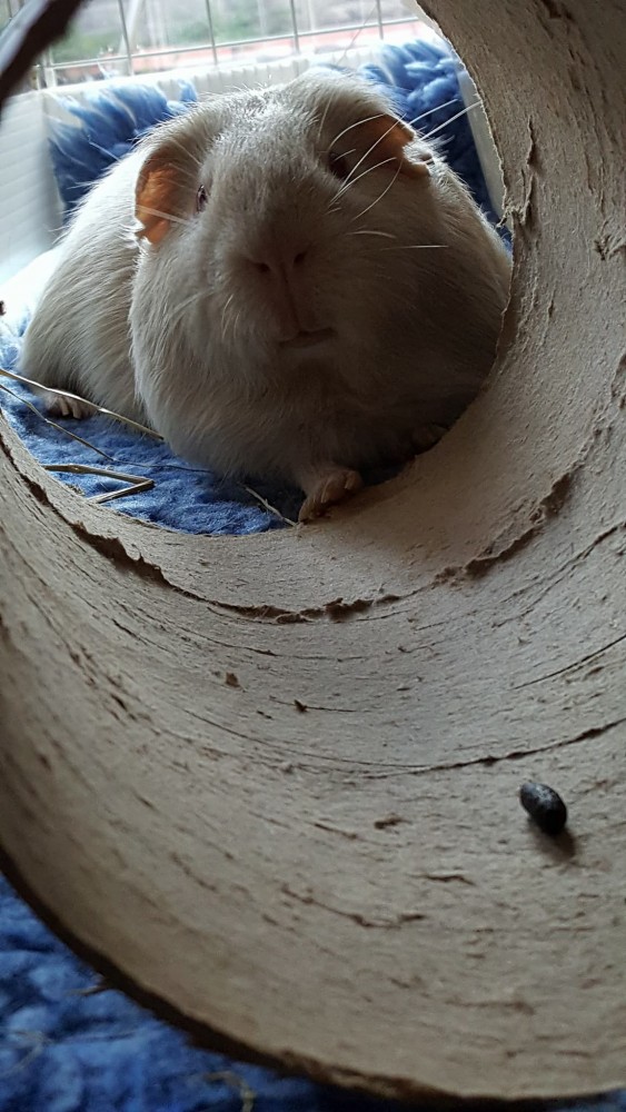 Daisy 8