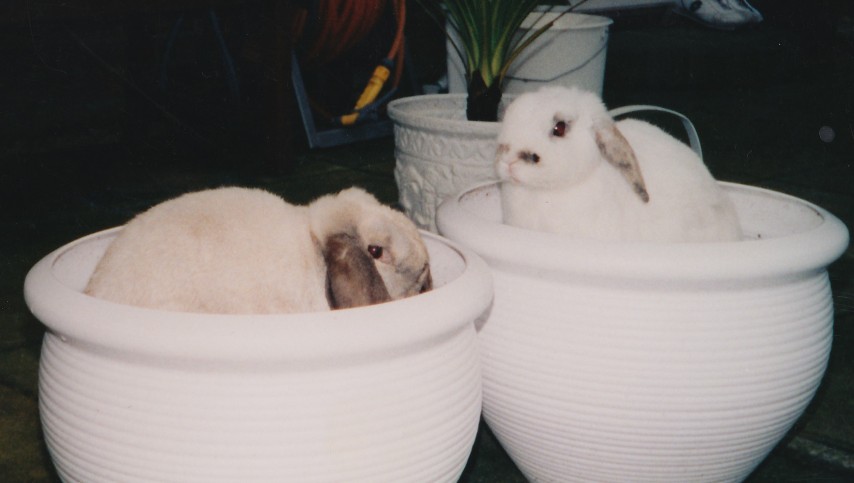 Flower pots and rabbits