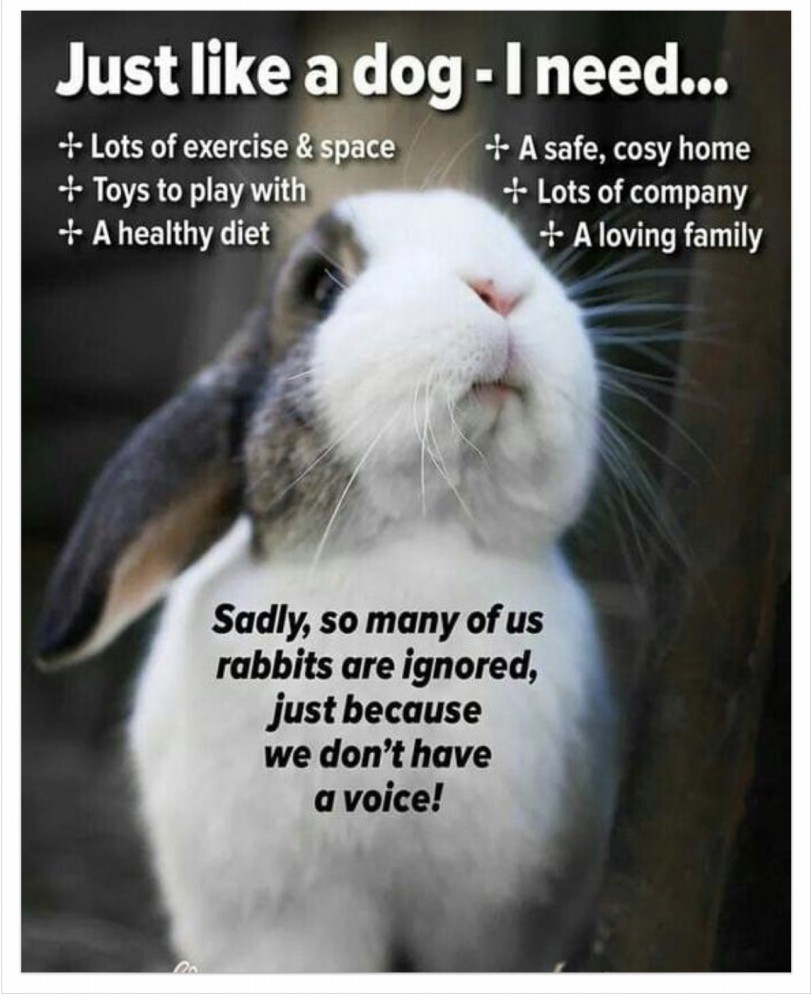 Rabbit info