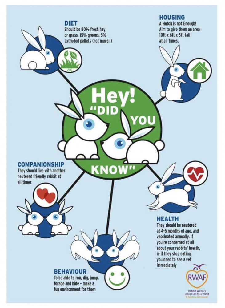 Rabbit info