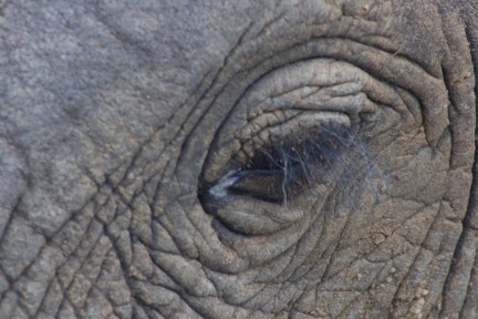 Close of elephant eye