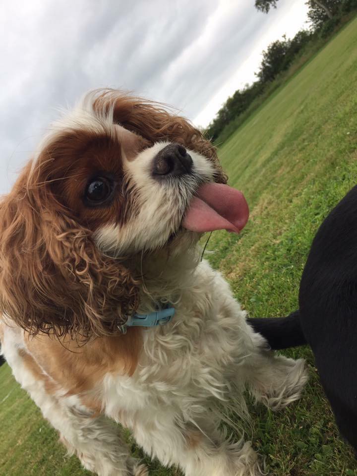 Charlie 2