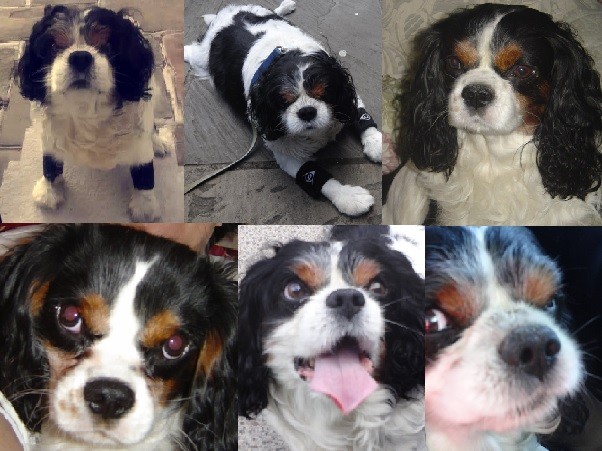 Cavalier photos