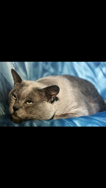 Champion Burmese