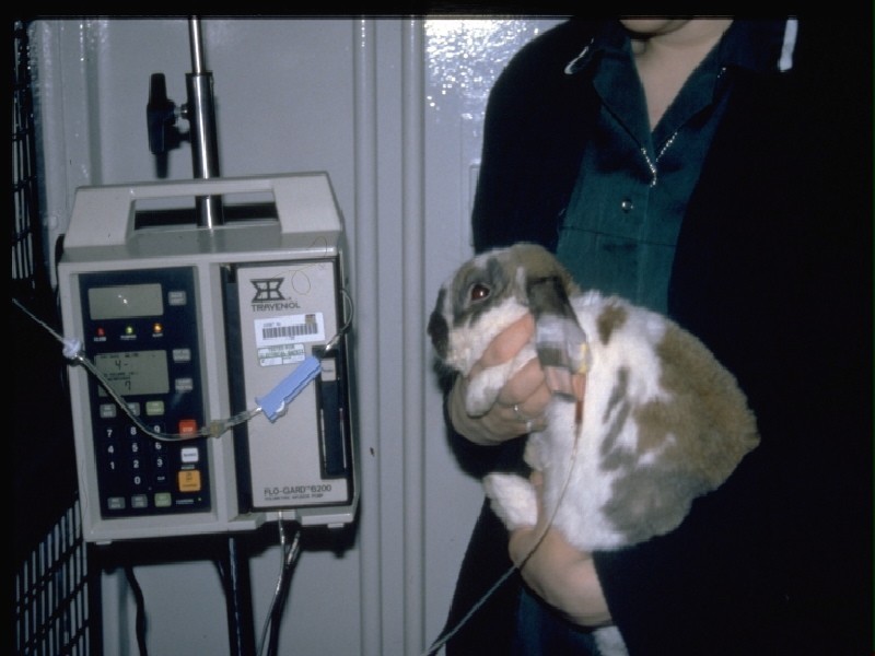 Rabbit intensive care