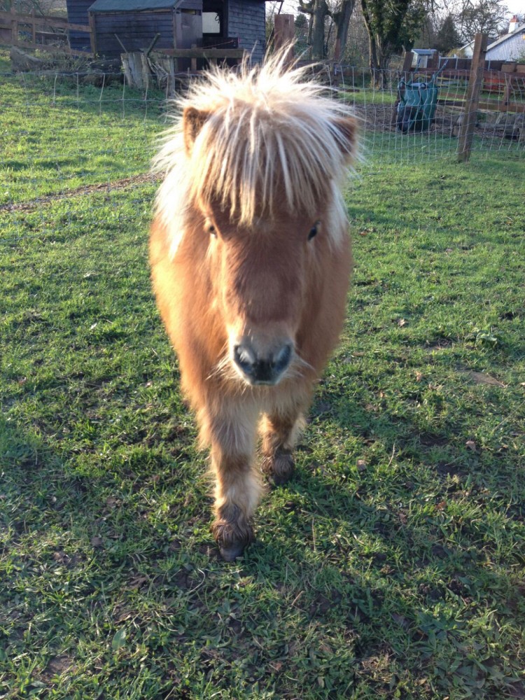 pony