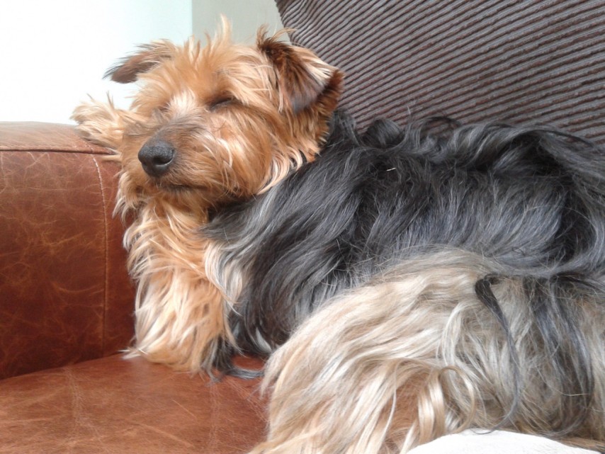 Louie on the couch
