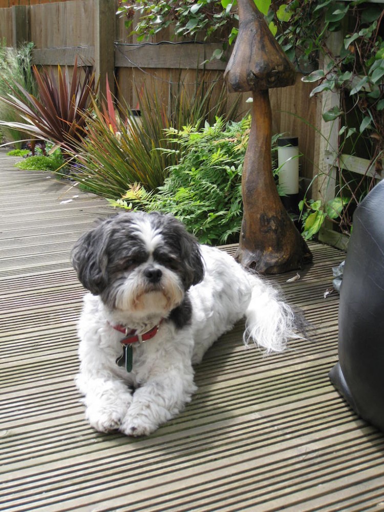 In the garden