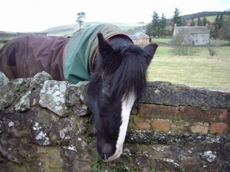 Horse looking over wall