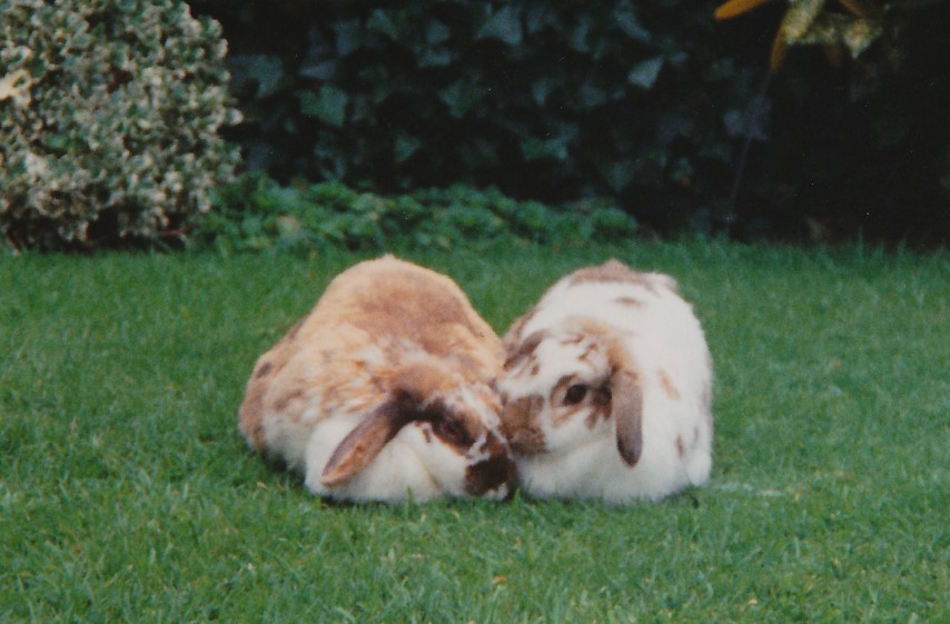 2 rabbits in garden