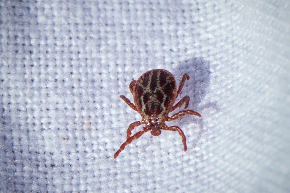 Tick