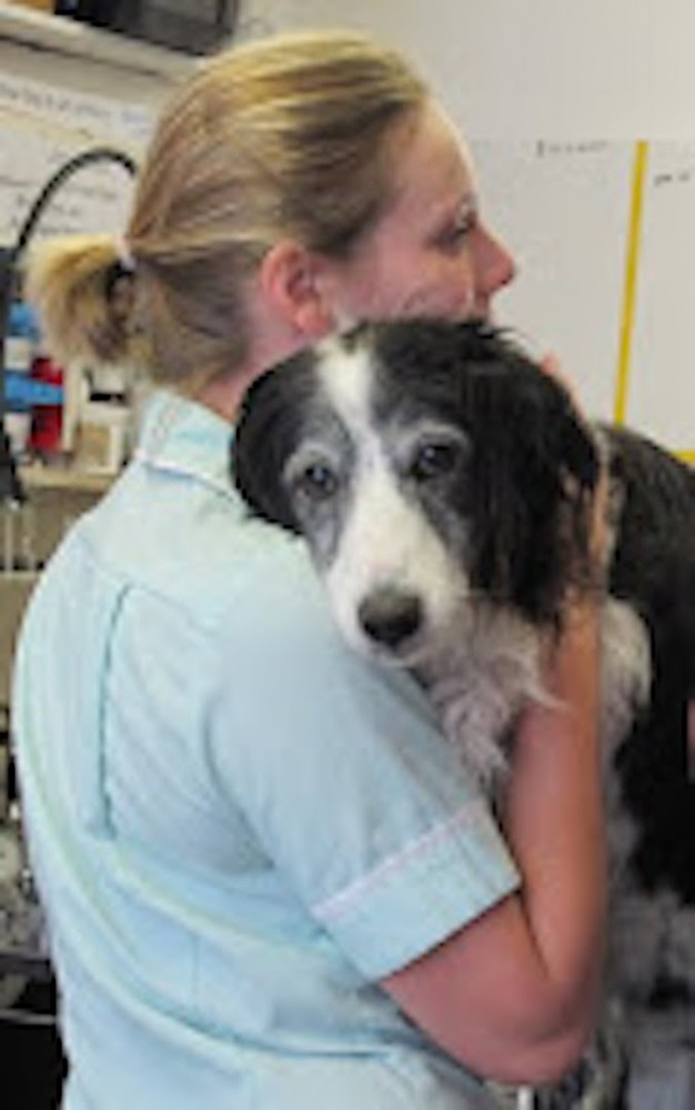 Old dog in surgery