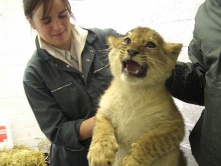 Routine lion vaccination