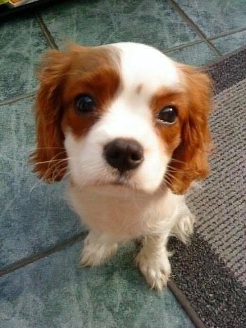 Charlie 1