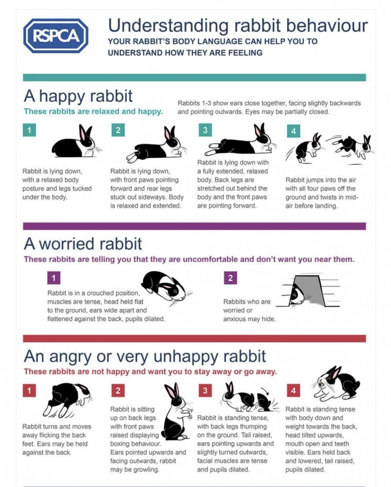 Understand rabbits