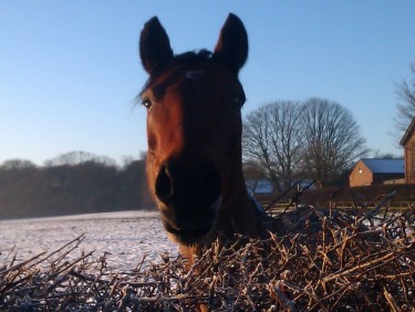 Horse over looking fence