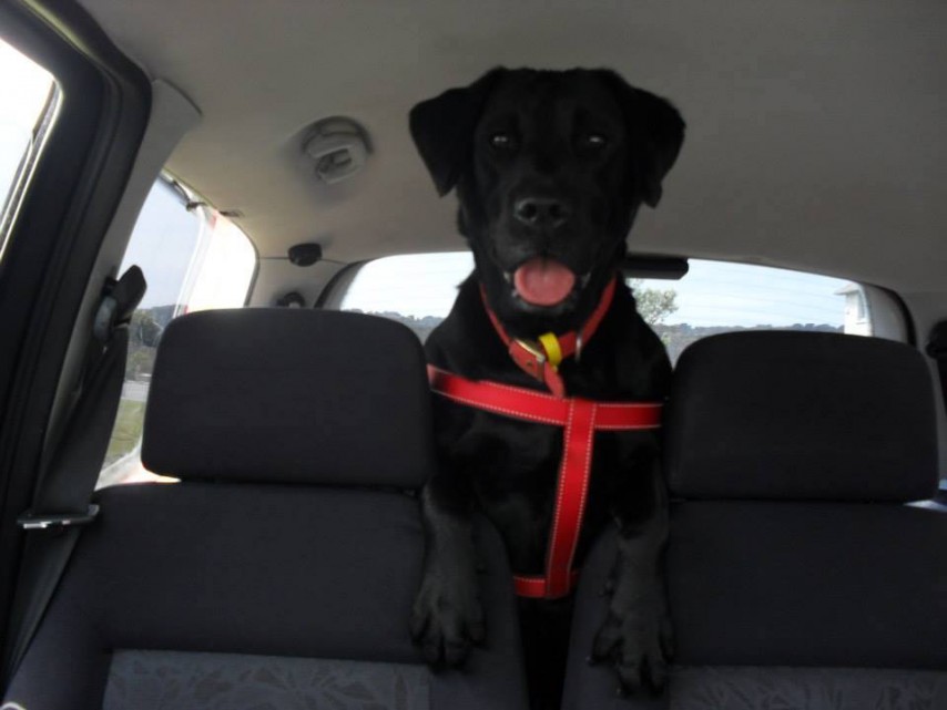 Holly in car