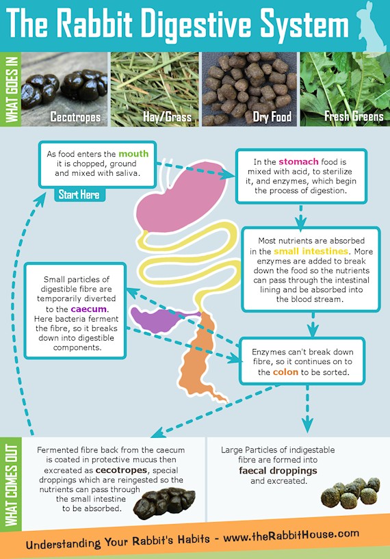 Gut function in rabbit