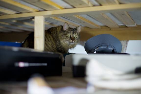 Feliway