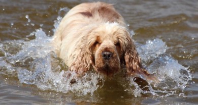 Spaniel in water