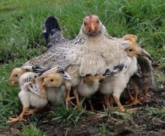 family of chicks